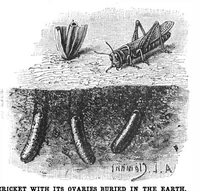 Picture 13 of 21 from Scientific American, Vol. 59, No. 9 (1888) (1888), leaf 8