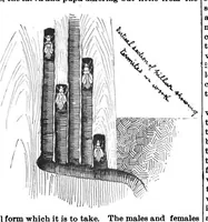 Picture 9 of 13 from Scientific American, Vol. 59, No. 10 (1888) (1888), leaf 8