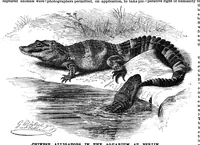 An illustration from Scientific American, Vol. 60, No. 18 (1889) (1889)