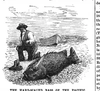 An illustration from Scientific American, Vol. 61, No. 17 (1889) (1889)