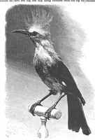 An illustration from Scientific American, Vol. 61, No. 19 (1889) (1889)