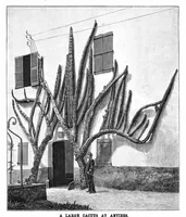 Picture 7 of 15 from Scientific American, Vol. 61, No. 23 (1889) (1889), leaf 8
