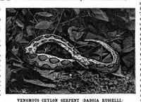 Picture 15 of 19 from Scientific American, Vol. 62, No. 21 (1890) (1890), leaf 9