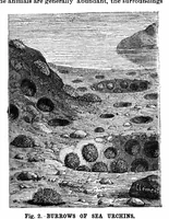 Picture 13 of 21 from Scientific American, Vol. 63, No. 2 (1890) (1890), leaf 8