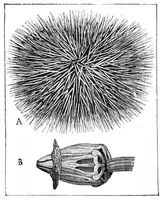 An illustration from Scientific American, Vol. 63, No. 2 (1890) (1890)