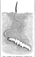 An illustration from Scientific American, Vol. 63, No. 13 (1890) (1890)