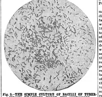 Picture 7 of 17 from Scientific American, Vol. 63, No. 23 (1890) (1890), leaf 7