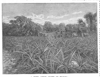 An illustration from Scientific American, Vol. 63, No. 25 (1890) (1890)