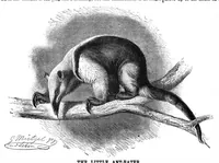An illustration from Scientific American, Vol. 64, No. 4 (1891) (1891)