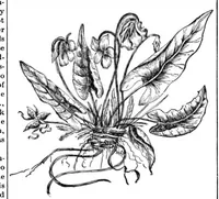 An illustration from Scientific American, Vol. 64, No. 11 (1891) (1891)