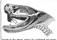 An illustration from Scientific American, Vol. 64, No. 11 (1891) (1891)