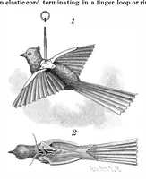 Picture 4 of 10 from Scientific American, Vol. 64, No. 19 (1891) (1891), leaf 4
