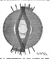 Picture 1 of 11 from Scientific American, Vol. 65, No. 5 (1891) (1891), leaf 3