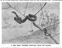 An illustration from Scientific American, Vol. 65, No. 6 (1891) (1891)