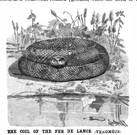 An illustration from Scientific American, Vol. 65, No. 6 (1891) (1891)