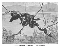 Picture 6 of 13 from Scientific American, Vol. 65, No. 8 (1891) (1891), leaf 10