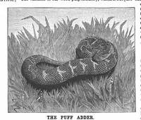 Picture 7 of 13 from Scientific American, Vol. 65, No. 8 (1891) (1891), leaf 10