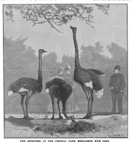 An illustration from Scientific American, Vol. 65, No. 23 (1891) (1891)