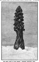 Picture 7 of 11 from Scientific American, Vol. 66, No. 8 (1892) (1892), leaf 8