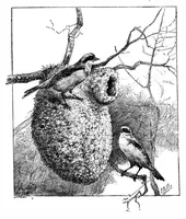 An illustration from Scientific American, Vol. 66, No. 22 (1892) (1892)