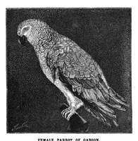 Picture 1 of 12 from Scientific American, Vol. 66, No. 26 (1892) (1892), leaf 3