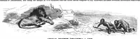 An illustration from Scientific American, Vol. 67, No. 7 (1892) (1892)