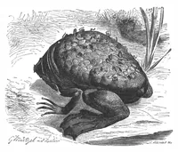 An illustration from Scientific American, Vol. 67, No. 14 (1892) (1892)