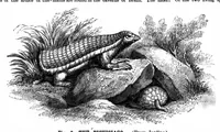 An illustration from Scientific American, Vol. 68, No. 5 (1893) (1893)