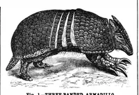 An illustration from Scientific American, Vol. 68, No. 5 (1893) (1893)