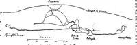 An illustration from Scientific American, Vol. 68, No. 5 (1893) (1893)