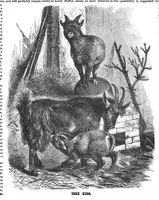 An illustration from Scientific American, Vol. 68, No. 8 (1893) (1893)