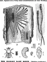 Picture 4 of 14 from Scientific American, Vol. 68, No. 10 (1893) (1893), leaf 3