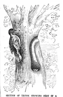Picture 13 of 18 from Scientific American, Vol. 68, No. 14 (1893) (1893), leaf 9