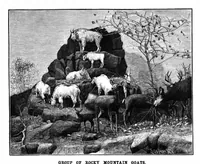 Picture 11 of 18 from Scientific American, Vol. 69, No. 3 (1893) (1893), leaf 8