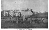 Picture 5 of 16 from Scientific American, Vol. 69, No. 6 (1893) (1893), leaf 4