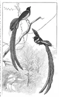 An illustration from Scientific American, Vol. 70, No. 1 (1894) (1894)