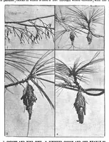 Picture 15 of 21 from Scientific American, Vol. 70, No. 3 (1894) (1894), leaf 10