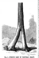 Picture 8 of 17 from Scientific American, Vol. 70, No. 6 (1894) (1894), leaf 8