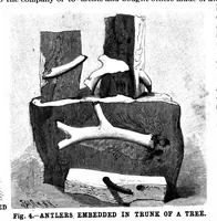 Picture 9 of 17 from Scientific American, Vol. 70, No. 6 (1894) (1894), leaf 8