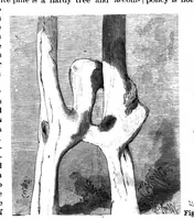 An illustration from Scientific American, Vol. 70, No. 6 (1894) (1894)