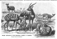 An illustration from Scientific American, Vol. 70, No. 9 (1894) (1894)