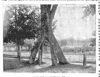 Picture 3 of 19 from Scientific American, Vol. 70, No. 10 (1894) (1894), leaf 3