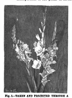 Picture 10 of 17 from Scientific American, Vol. 70, No. 11 (1894) (1894), leaf 8