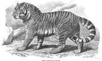 An illustration from Scientific American, Vol. 70, No. 13 (1894) (1894)