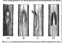 Picture 10 of 15 from Scientific American, Vol. 70, No. 24 (1894) (1894), leaf 9