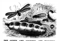 An illustration from Scientific American, Vol. 71, No. 1 (1894) (1894)