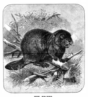 An illustration from Scientific American, Vol. 71, No. 2 (1894) (1894)