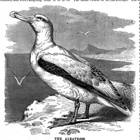 An illustration from Scientific American, Vol. 71, No. 3 (1894) (1894)