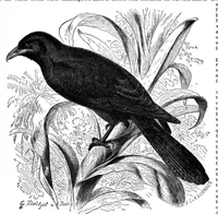 An illustration from Scientific American, Vol. 71, No. 4 (1894) (1894)