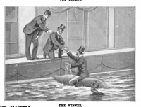 Picture 11 of 17 from Scientific American, Vol. 71, No. 19 (1894) (1894), leaf 8
